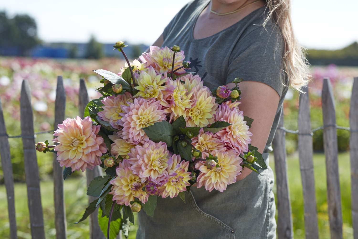 Dahlie ‘Mondriaan’